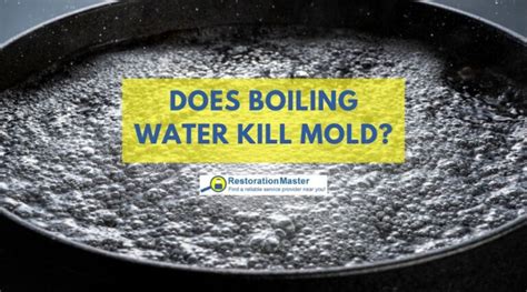 Boiling Kill Mold