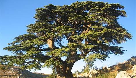Bois De Cedre Du Liban Antimitesbois