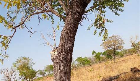 Le bois de rose malgache est plus que jamais menacé ! WWF