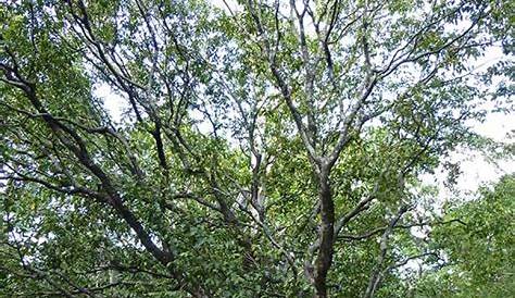 Bois Ebene Arbre Jardin De Décoration D'arbre De Bonsaïs De D'ébène