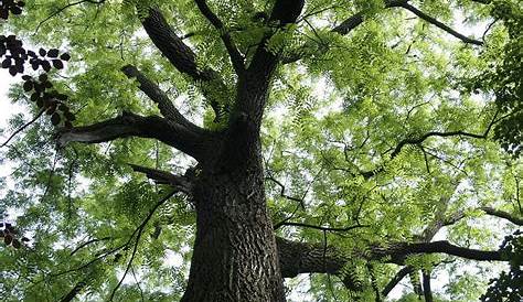 OmekaCTL UVM Tree Profiles Eastern Black Walnut