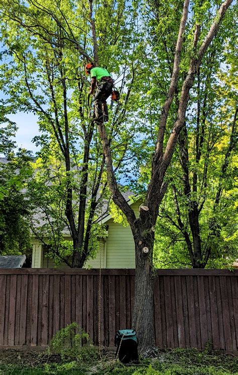 boise tree trimming