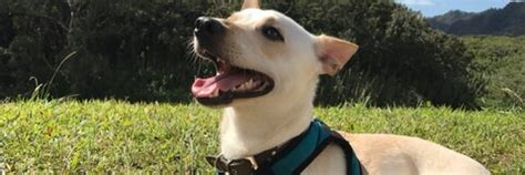 bojack onlyfans nude