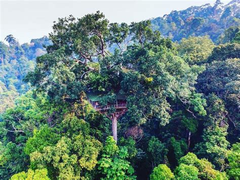 bokeo nature reserve tree houses