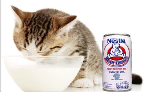 Apakah Kucing Boleh Minum Susu Kental Manis?