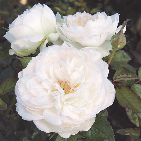Unveiling the Mysteries of Bolero Rose: Rare Find?