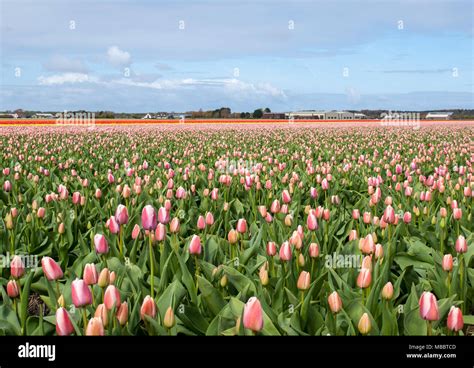 bollenstreek tulip fields