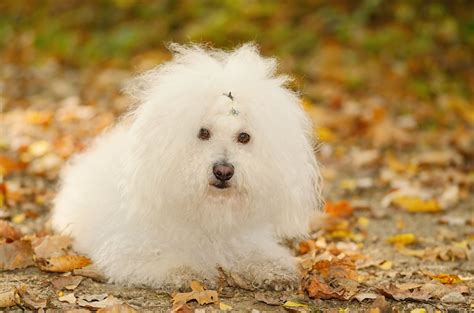 bolognese dog breed