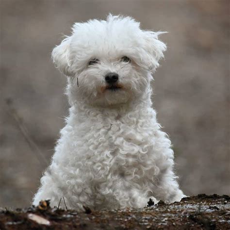 Bolognese Dog Reddit