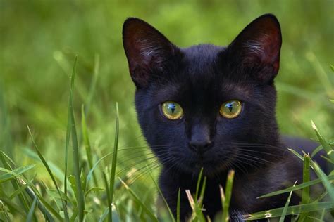 Bombay Cat Breed Information & Pictures CyberPet