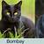 bombay cats vs black cats