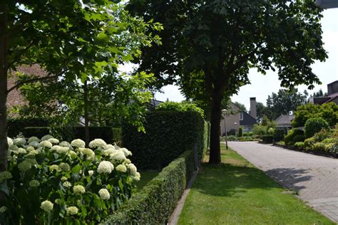 Bomen Op Erfafscheiding