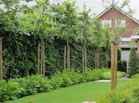 Bomen Tuin Afscheiding