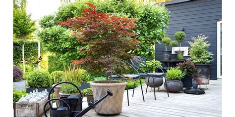 Bomen Voor Boerentuin