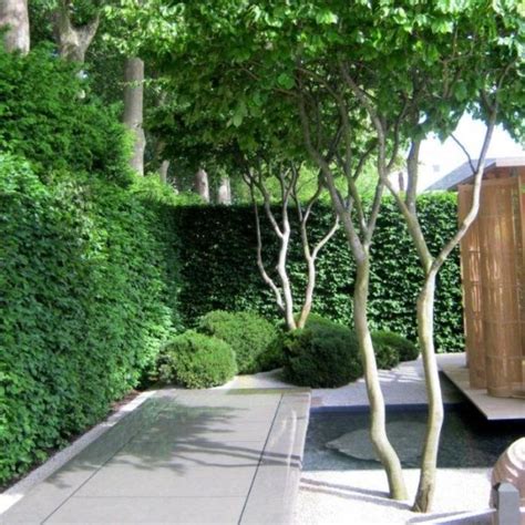 Bomen Voortuin Kopen