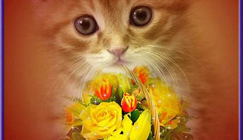 Joyeux anniversaire chat GIFs. 40 cartes de vœux animées