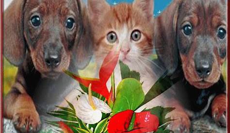 CHIENS et CHATS GIFS ANIMES Page 10