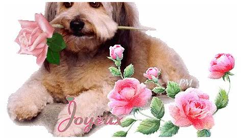 Joyeux anniversaire gif chien 4 » GIF Images Download