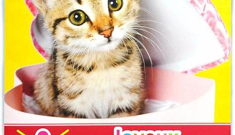 Joyeux anniversaire au chat images 50 cartes de voeux