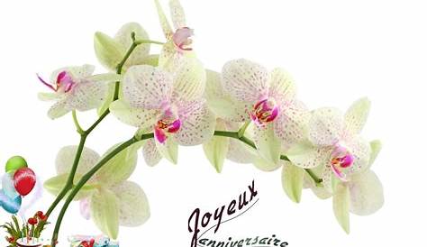 Carte De Joyeux Anniversaire Avec Orchidée Rose Stock