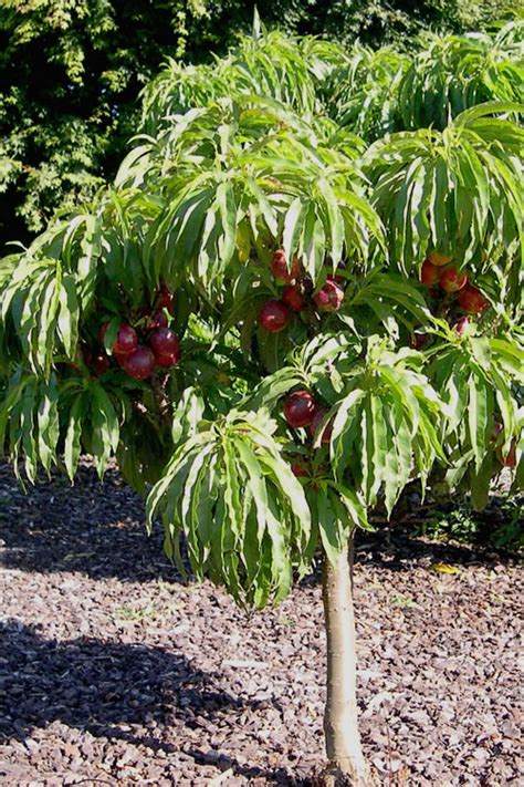 bonanza dwarf peach tree