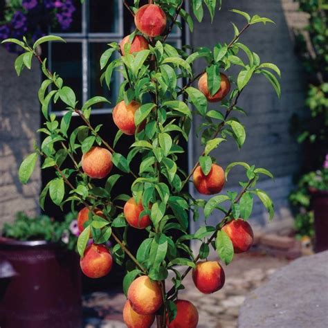 bonanza patio fruit trees for sale