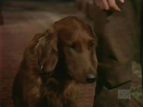 bonanza season 14 episode 11 the bucket dog