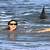 bondi beach australia shark attack