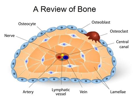 bone cell found in bone lacunae