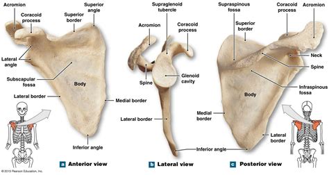 Bone Markings Of Scapula