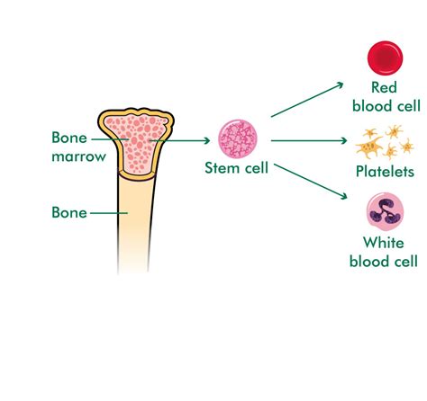 bone marrow and stem cells