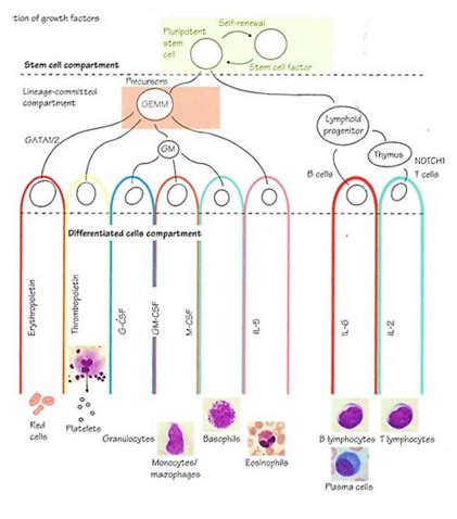 Bone Marrow Function Quizlet