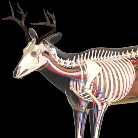 Bone Structure Of A Whitetail Deer