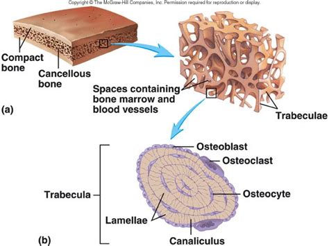 bone tissue is also known as cancellous bone