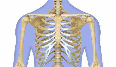 Bones Demystified: Uncover The Secrets Of Your Skeletal Structure