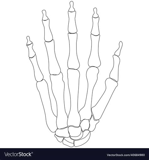 Bones Of The Hand Coloring Page