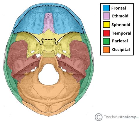 bones that make up the cranial floor and anterior wall
