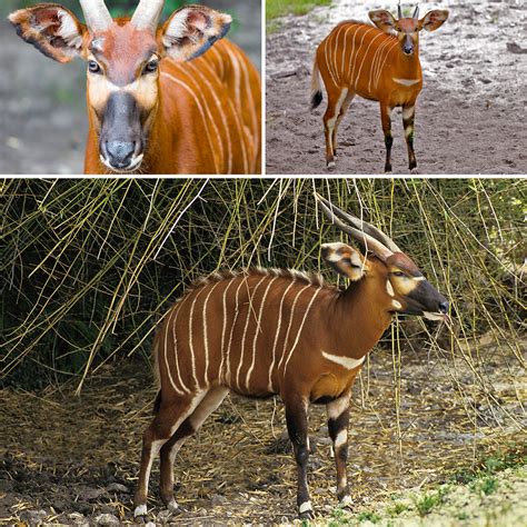 Bongo Animals Details