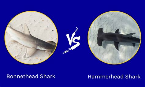 Bonnet Shark Vs Hammerhead