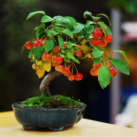 Artificial Apple Bonsai Tree