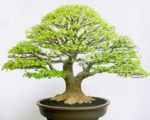 bonsai beringin putih untuk perias rumah anda