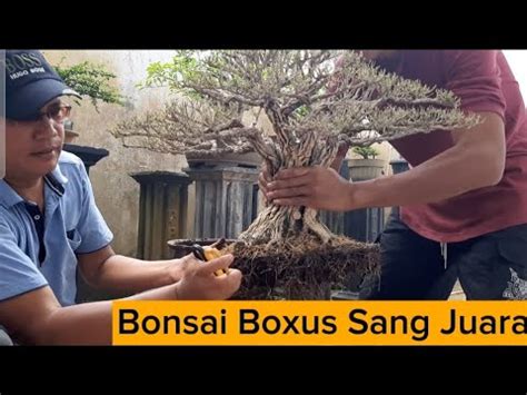 Bonsai Boxus Juara » 3 Ciriciri dan Cara Menanamnya