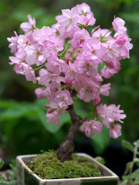 Bonsai Cherry Blossom: A Guide To Cultivating And Enjoying The Beauty Of Miniature Sakura Trees