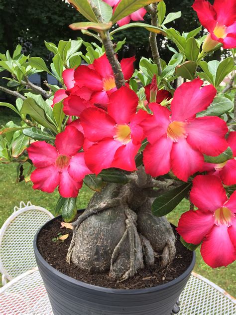 Bonsai Desert Rose: A Guide To Growing And Caring For This Unique Plant