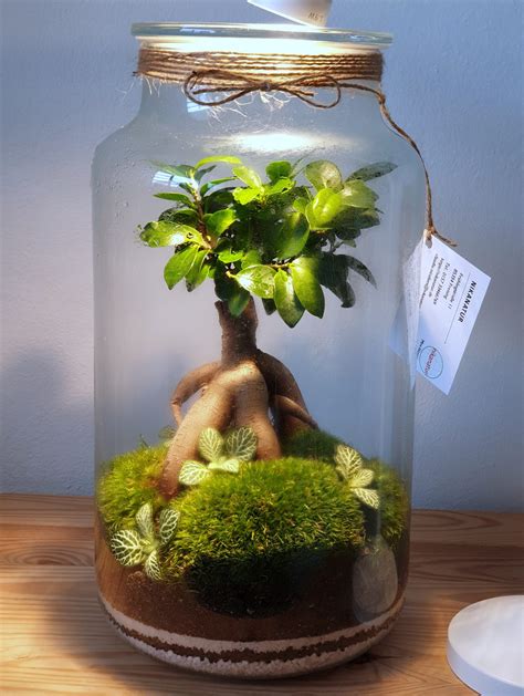 Bonsai In A Terrarium: An Exquisite Combination Of Nature And Art