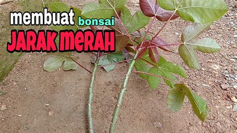 Bonsai ajaib pohon jarak merah punya manfaat untuk kesehatan YouTube