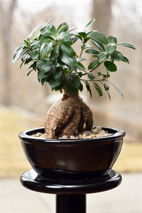 Bonsai Money Tree: A Guide To Cultivating Wealth And Prosperity