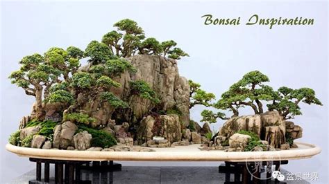 Bonsai Pohon Serut Penjing Panorama Hutan Tebing Unik Taman Bonsai