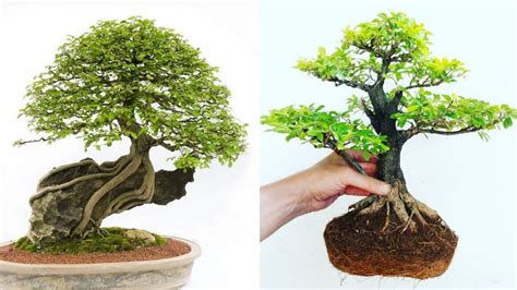 Bonsai Pohon Sinyo Nakal Tumbuhan ID