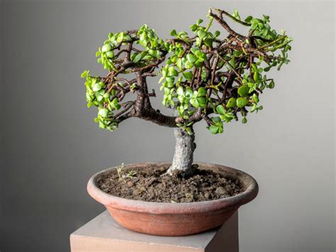 Crassula Ovata Obliqua Jade Plant Jade plant bonsai, Succulent bonsai